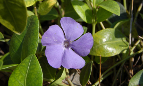 w-poblizu-zolnierskiej-mogily-barwinek-pospolity