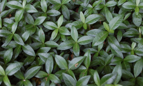 wejscie-od-restauracji-barwinek-pospolity