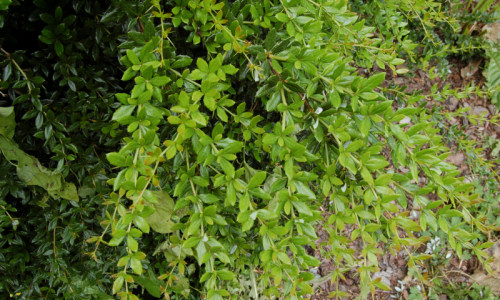 wejscie-od-restauracji-berberys-gruczolkowaty