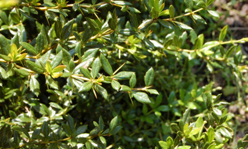 wejscie-od-restauracji-machonia-pospolita