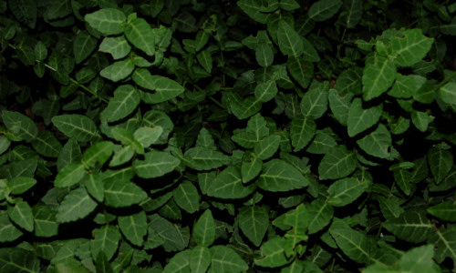 wejscie-od-restauracji-trzmielina-japonska