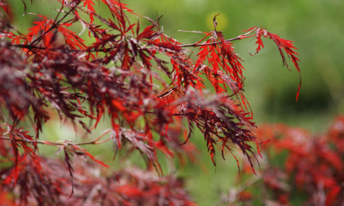 zaczarowany-ogrod-klon-japonski