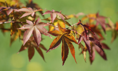 zaczarowany-ogrod-klon-palmowy