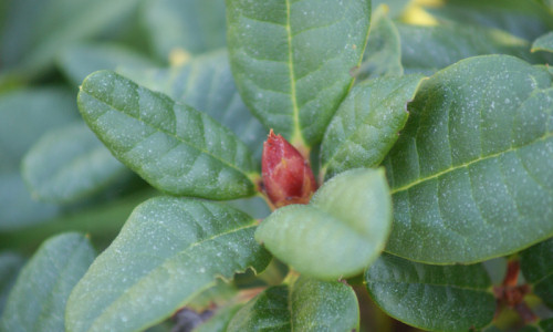 zaczarowany-ogrod-rhododendron-baden-baden