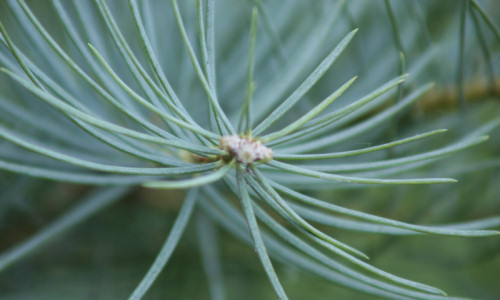 zaczarowany-ogrod-sosna-kosodrzewina