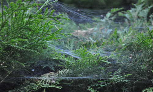 zaczarowany-ogrod-zywotnik-zachodni-opleciony-pajeczyną-pajaka-tygrzyka