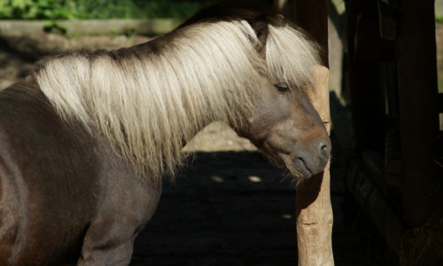 zoo-zwierzeta-kuc-szetlandzki