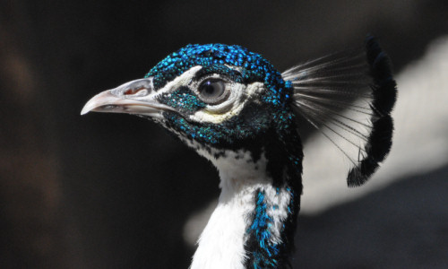 zoo-zwierzeta-paw-krolewski