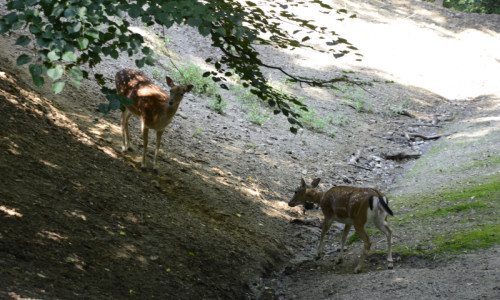 zoo-zwierzeta-zagroda-danieli